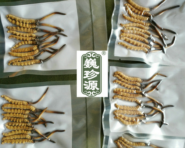 鮮蟲草,新鮮冬蟲夏草,新鮮蟲草和干蟲草哪個營養(yǎng)價值高,冬蟲夏草新鮮的和干的哪個營養(yǎng)價值高,新鮮蟲草和干蟲草營養(yǎng)價值哪個更高