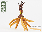 xĲ2l/ ڲ x؛r306Ԫ/
