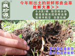 rxĲ շb 0.6/r60Ԫ/