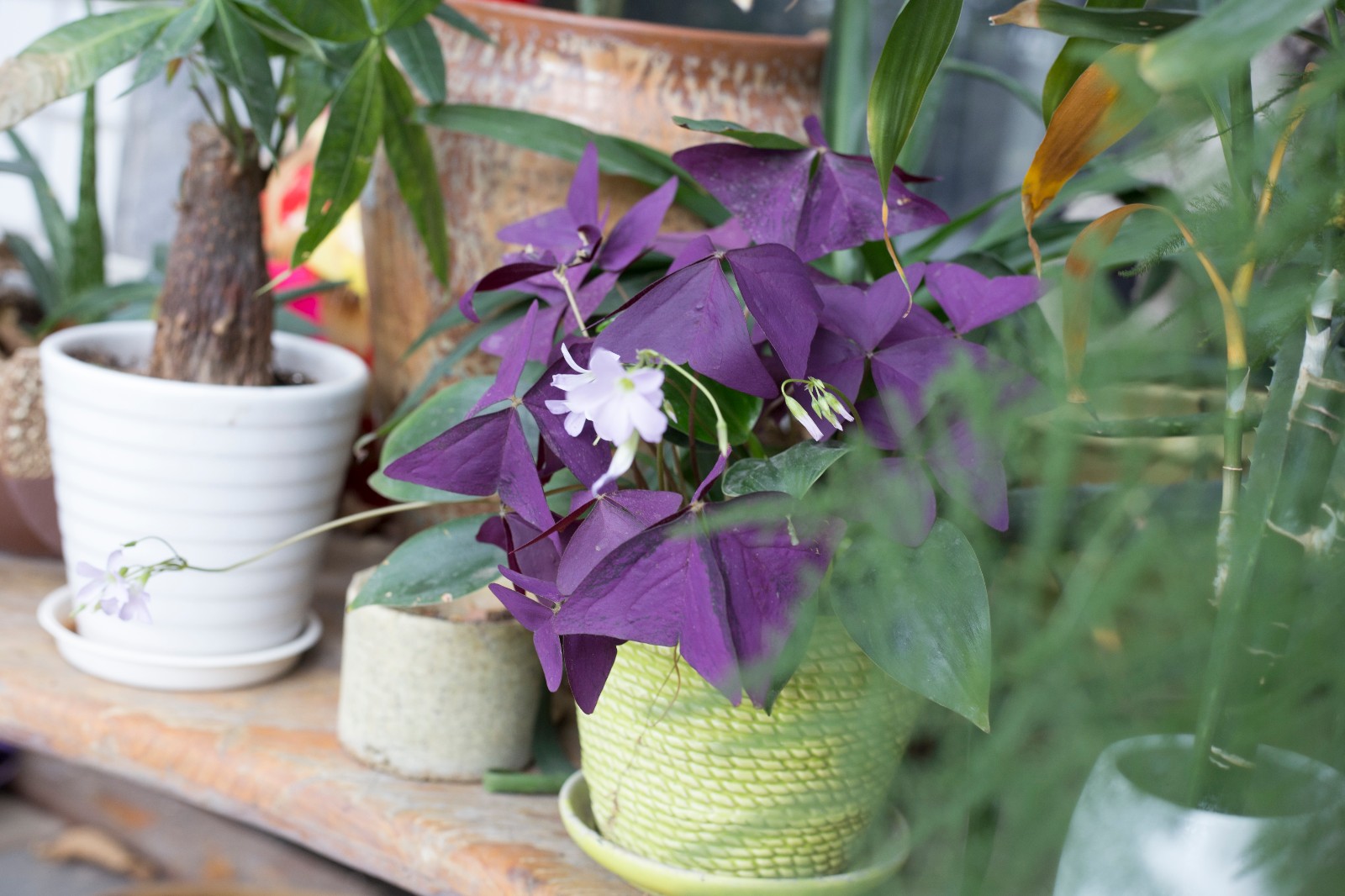 IMG_6076.jpg IMG_6076.jpg